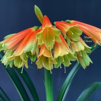 Utopia Clivias